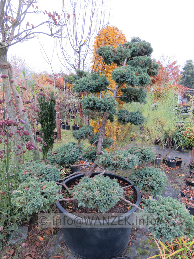 Juniperus chinensis Blauer Schwede Bonsai 01b.JPG